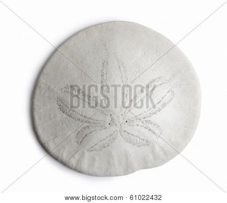 sand dollar