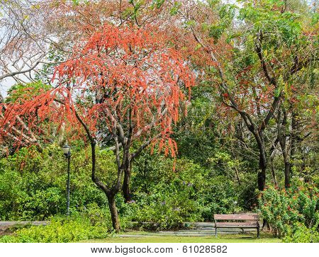 Garden With Red Flower