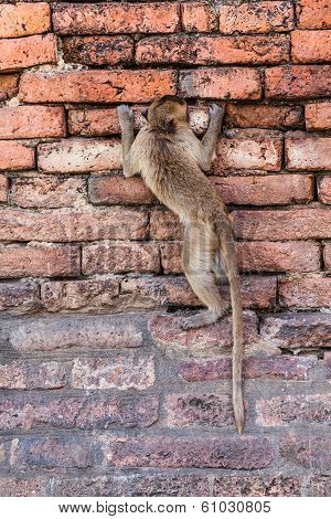 Monkeys Of Thailand