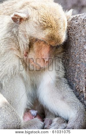 Monkeys Of Thailand