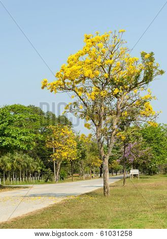 Yellow Tabebuia Blossom