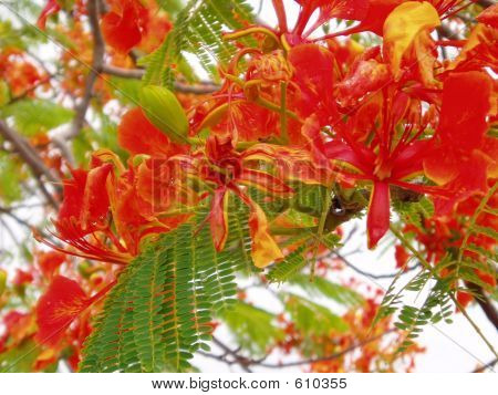 Inhambane6_C