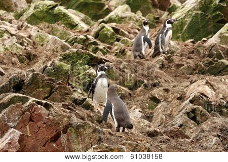 Humboldt Penguin in the island Ballestas, Paracas national park in Peru