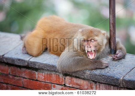 Playful monkeys near Swayambunath temple