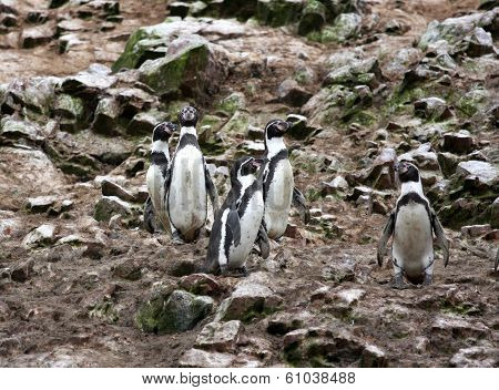 Humboldt Penguin in the island Ballestas, Paracas national park in Peru