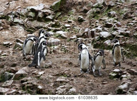 Humboldt Penguin in the island Ballestas, Paracas national park in Peru