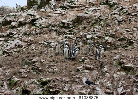 Humboldt Penguin in the island Ballestas, Paracas national park in Peru