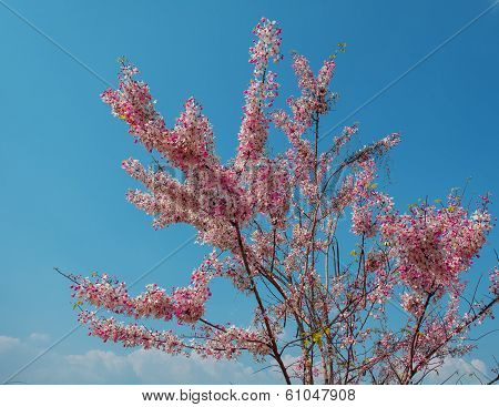 Cassia Flowers