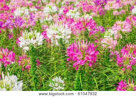 Colorful flowers