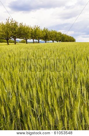 Beautiful Pattern Of Green Grain In Grainfield