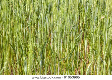 Beautiful Pattern Of Green Grain In Grainfield