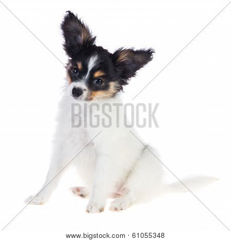 Papillon Puppy Sitting