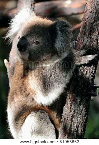 A cute koala bear resting on tree trunk.