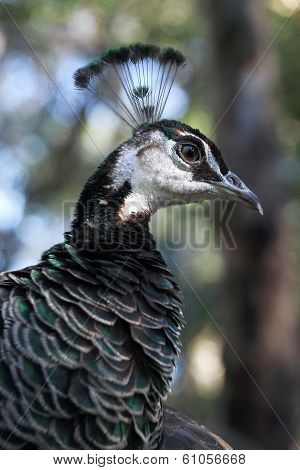 Peacock Female