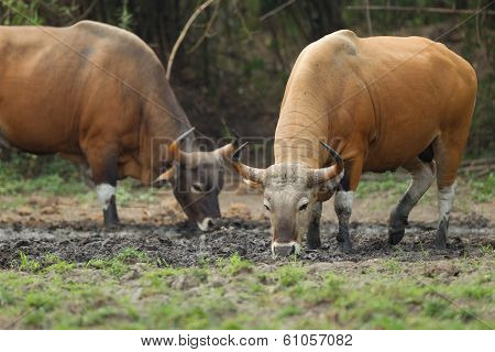 Adult Males Banteng In The Forest