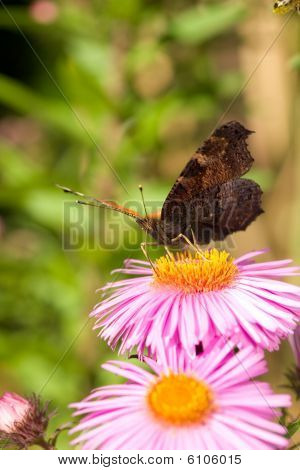 Butterfly On Aster.