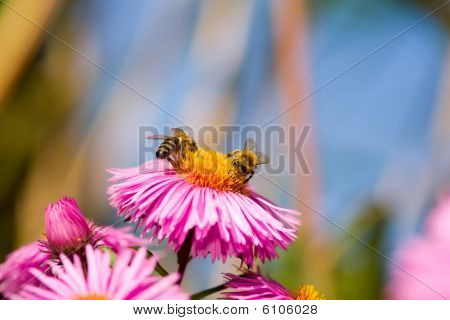 Two Bees On A Aster.
