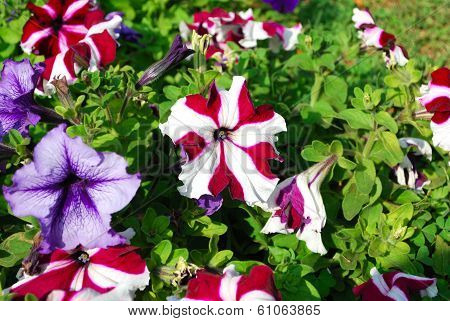Colorful Petunia flowers