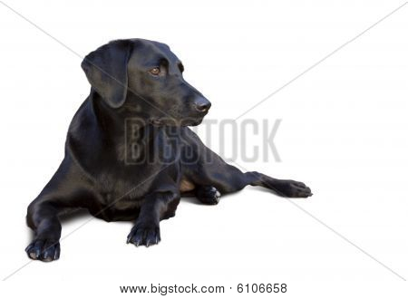 Grazioso visione di labrador nero