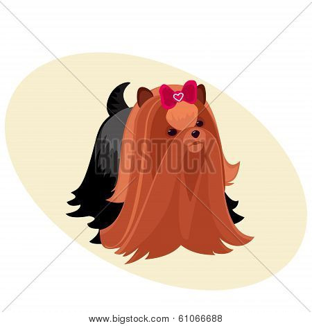 Beautiful Yorkshire Terrier