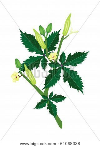 A Fresh Okra Plant On White Background