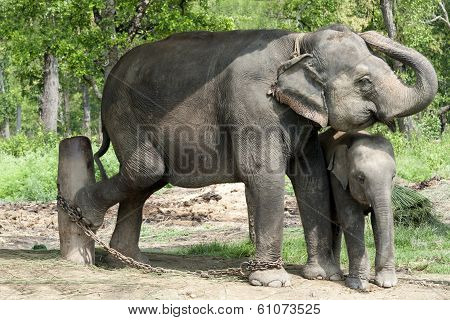 Asian Elephants Of Nepal