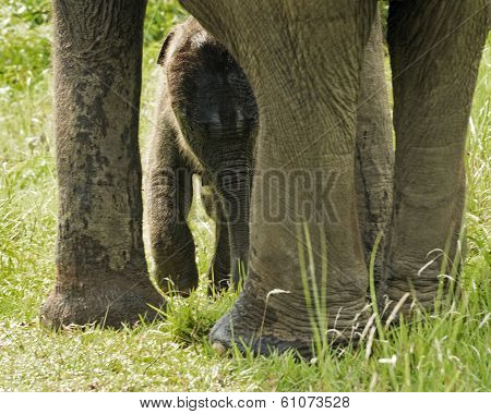 Newborn Asian Elephant