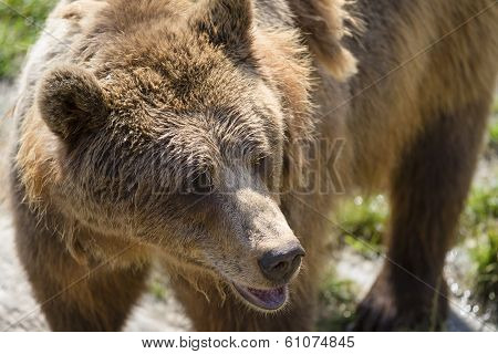 Brown Bear