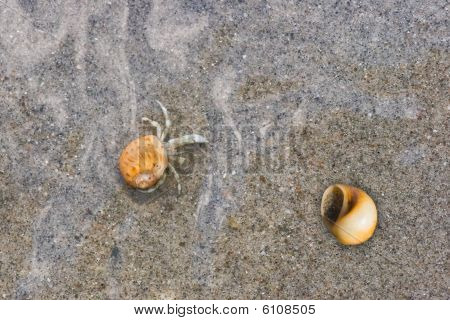 Malá poustevnický krab procházení na písku pod vodou