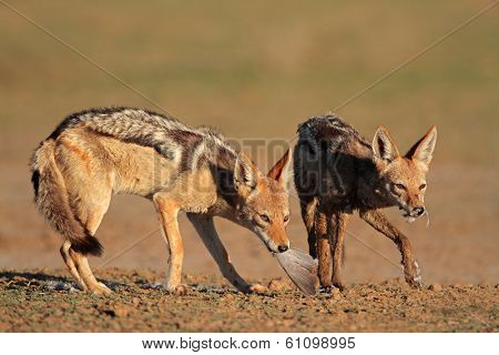 A pair of black-backed jackals (Canis mesomelas) eating a dove, Kalahari desert, South Africa 