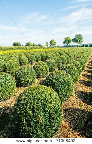 Bulbous Boxwood Bushes