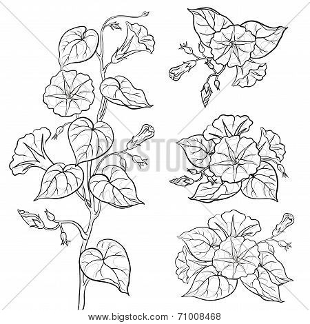 Flowers ipomoea with leaves, contours