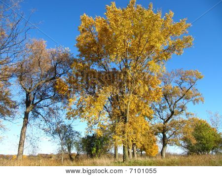 Árboles de Prado de hierba canto a punto de cambiar de Color en el otoño