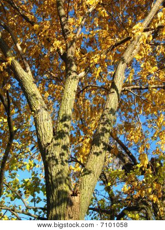 Árboles de Prado de hierba canto a punto de cambiar de Color en el otoño