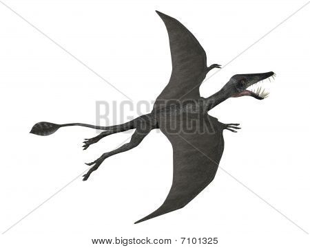 Dorygnathus In volo