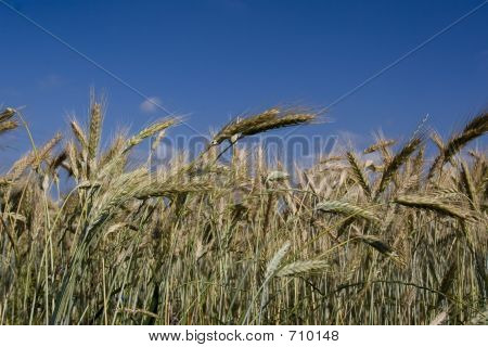 cereali