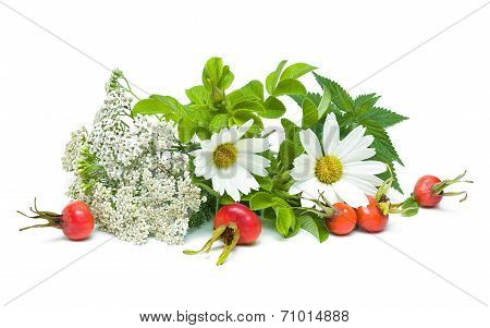 Medicinal Herbs Isolated On White Background. Horizontal Photo.