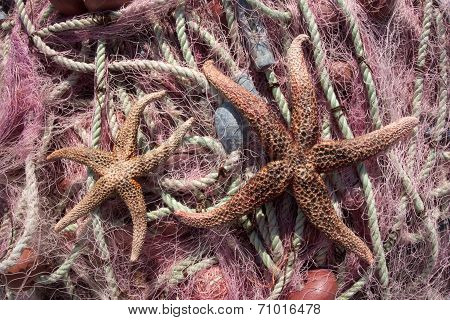 Fishing Nets & Sea Stars