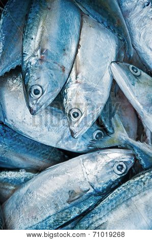 Fresh raw mackerel fish in market.
