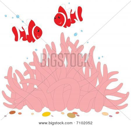 Anemonefishes и актиния