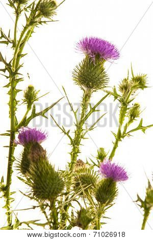 Milk thistle flower isolated on white