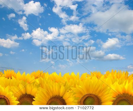 girasoli e cielo blu