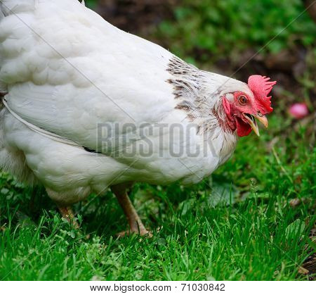 Chicken Eating - Close Up