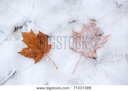 Two Maple Leaves In The Snow