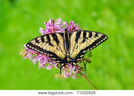 Eastern Tiger Swallowtail - Full Wingspan Top