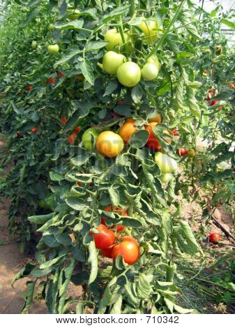 Pomodori