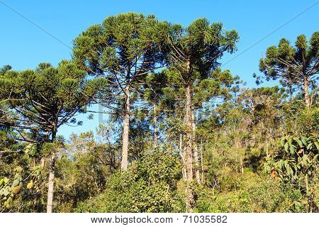 Araucaria Angustifolia ( Brazilian Pine) In Forest