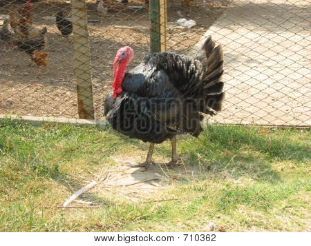 Turchia
