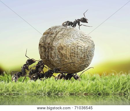 team of ants rolls stone