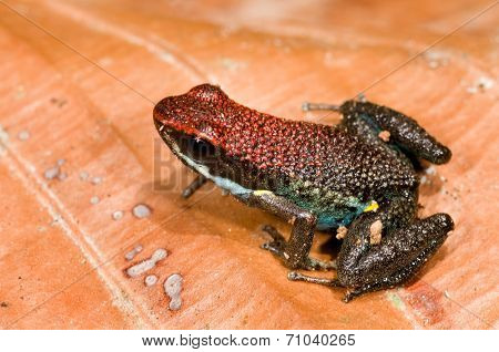Poison dart frog